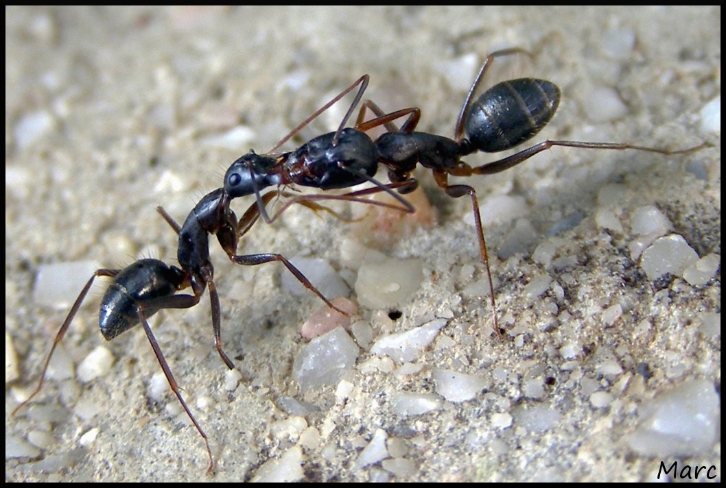 [Ants1_h.jpg]