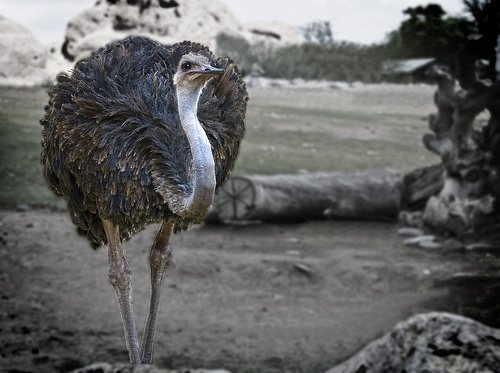 [ostrich.jpg]