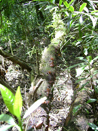 Champignones en árbol