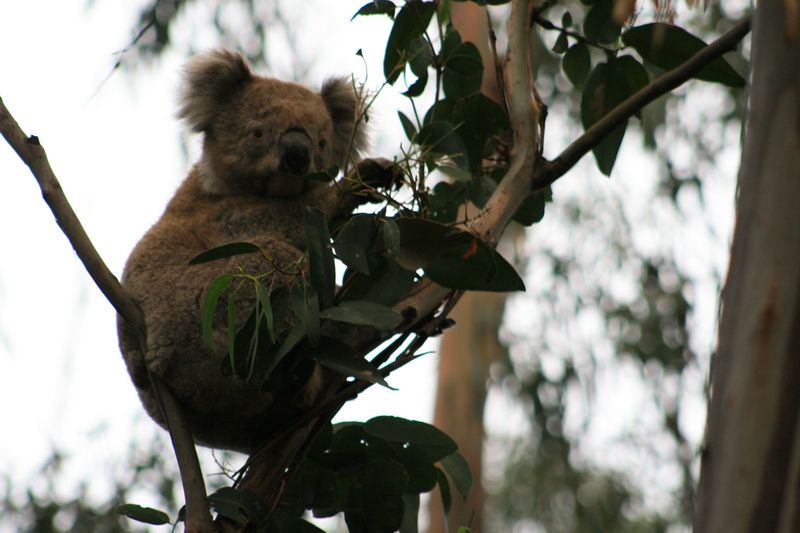 This shot was taken late in the day, this Koala was being harrassed by