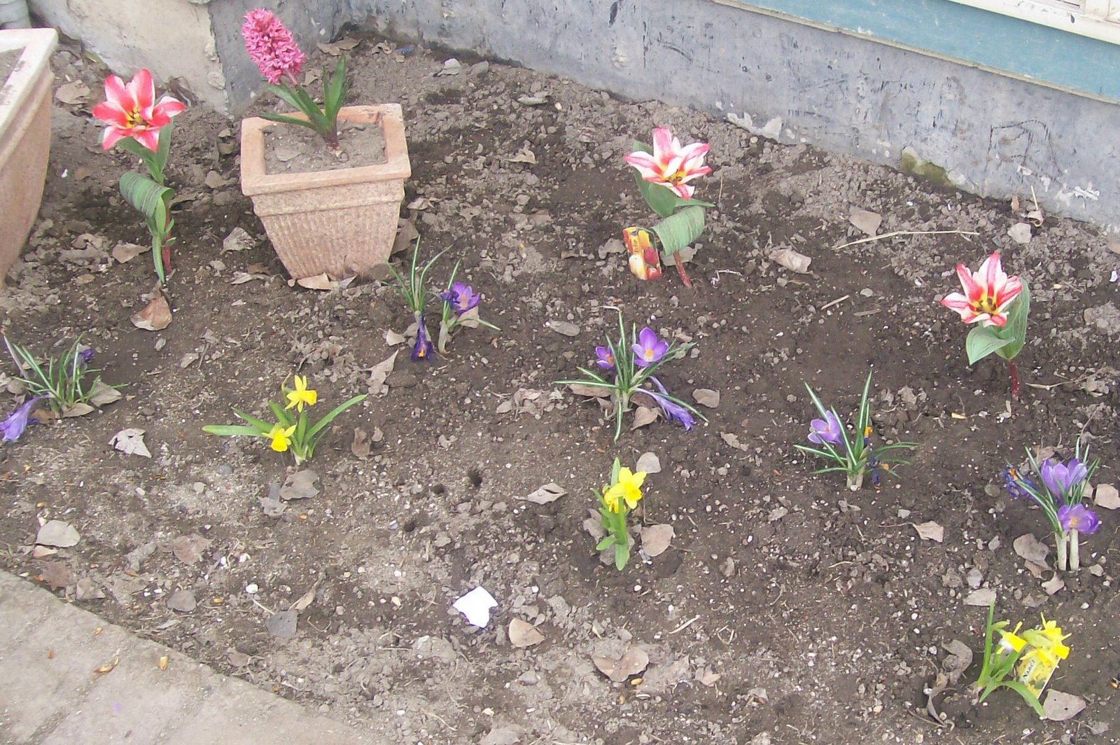 [picture+first+flowers+of+spring+08.jpg]
