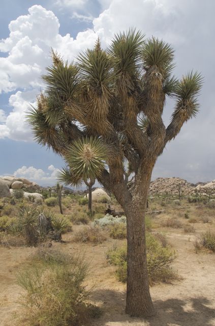 Lasse Og Thomas P 229 Reisefot Juli 2010