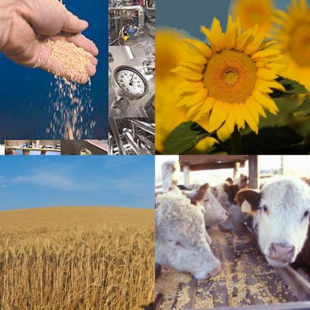 [collage.jpg]
