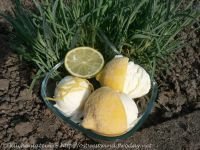 [K%C3%BCchenlatein[1].jpg]