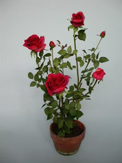 வாடைகை வீடும் ரோஜாச் செடியும் Fpot-2-4307289+Potted+rose+large+red