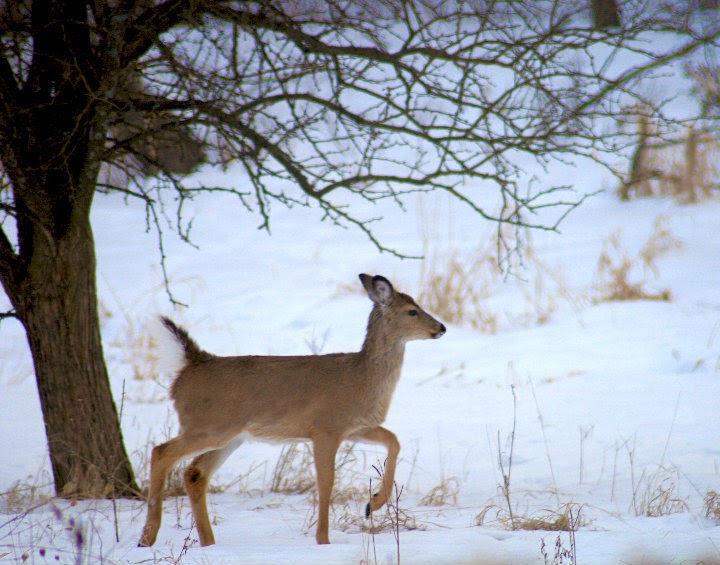 Ian Spark's UNJ Outdoor Journal Why do deer move when cold fronts come in?