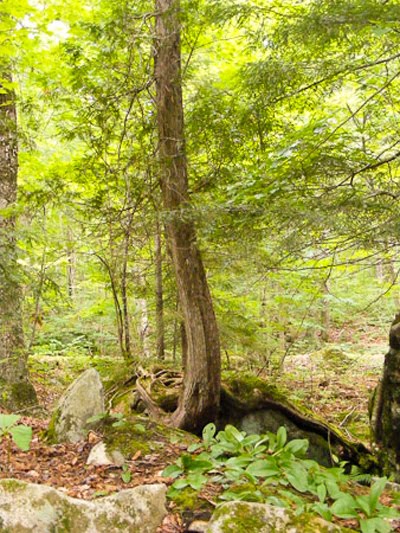 Gorgeous, vibrant greens of yel...