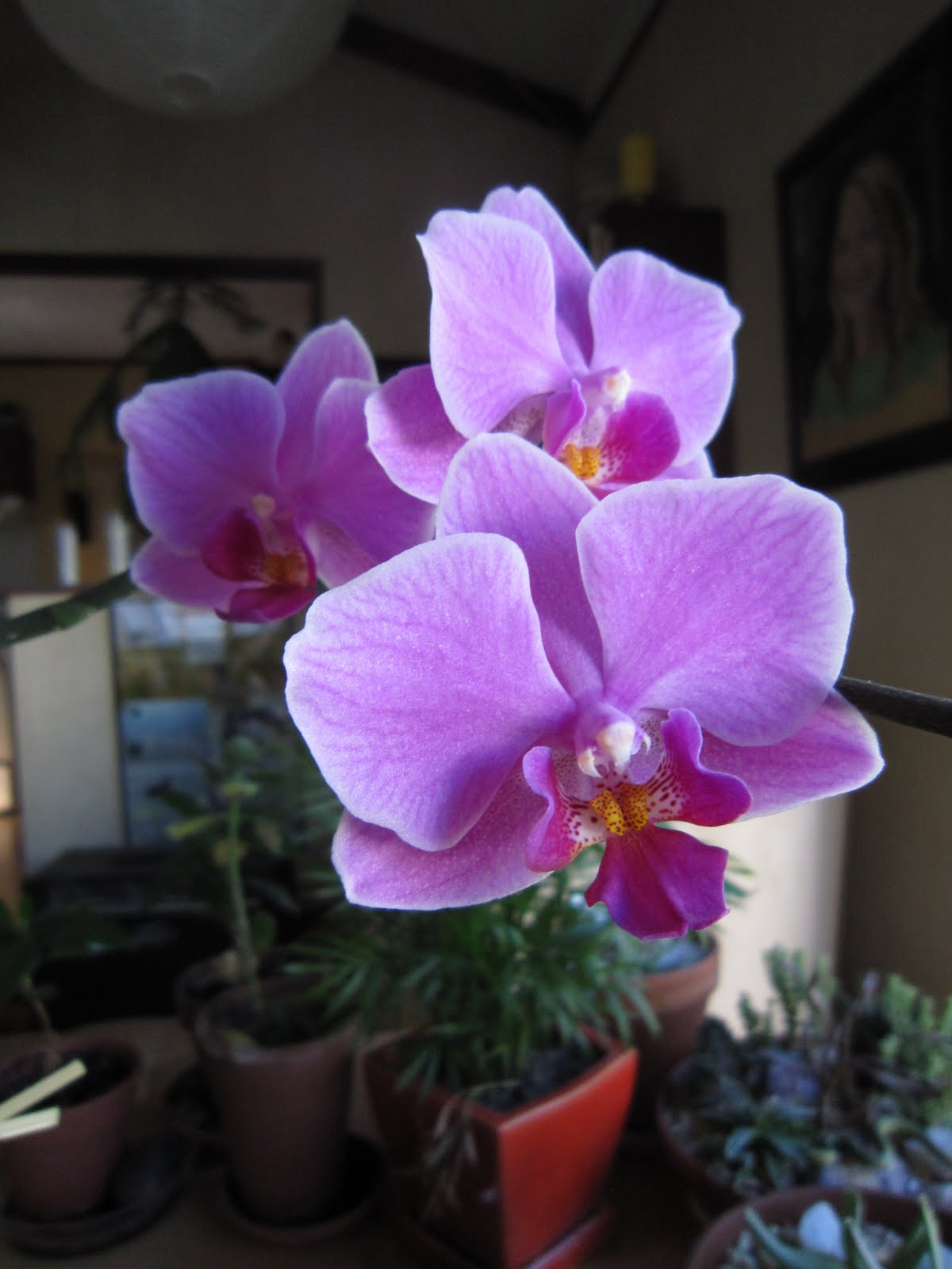 Chuck Does Art IKEA Orchid Great Success