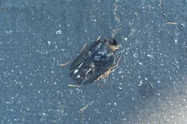 Sparrow in parking lot...