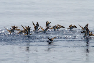 Kimberley oil spill slicK