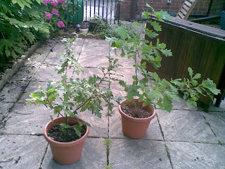 Oaks-716386.jpg