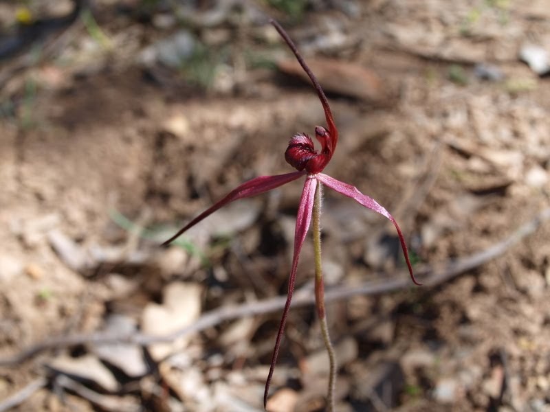 Talking Plants: Blood Orchid