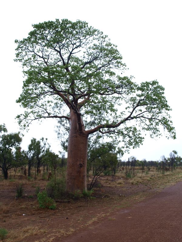 Boabs, Boababs and Bottles
