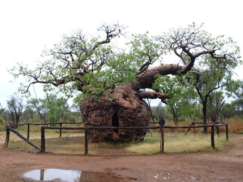 Boabs, Boababs and Bottles