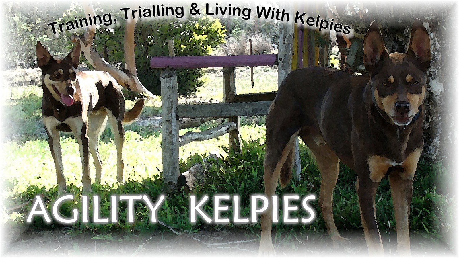 AGILITY KELPIES Training Kelpies Some Thoughts
