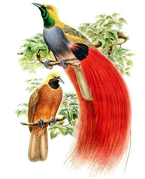 Cendrawasih Bird
