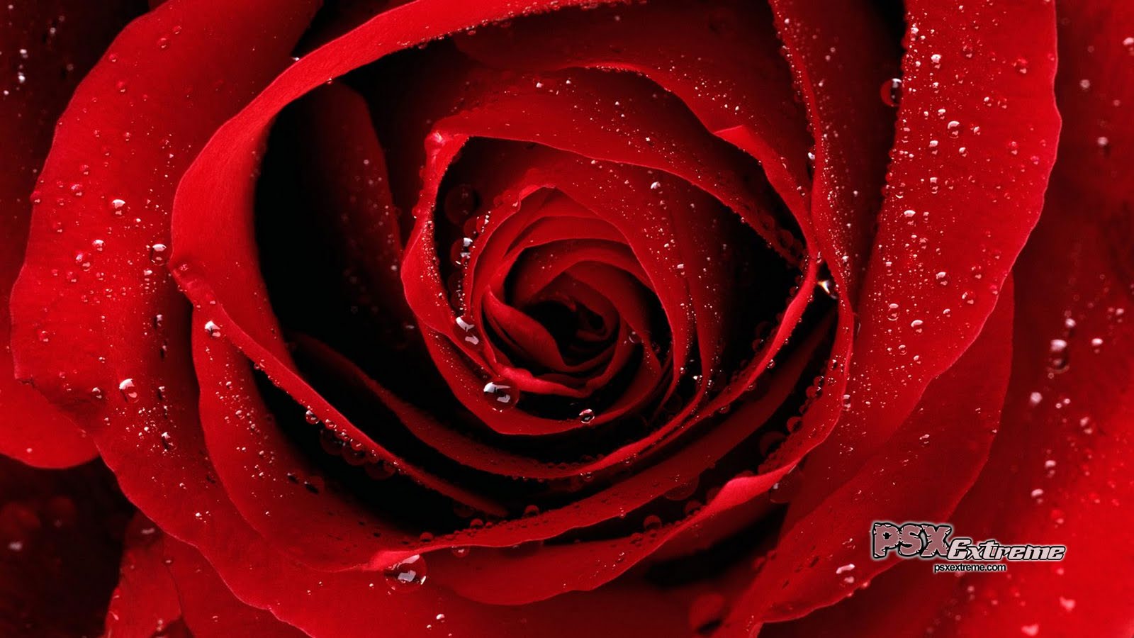 http://4.bp.blogspot.com/_ok6FqGwI6rQ/TQyWe-7uTTI/AAAAAAAAAEU/xw5-s5D3jdo/s1600/red_rose_01.jpg