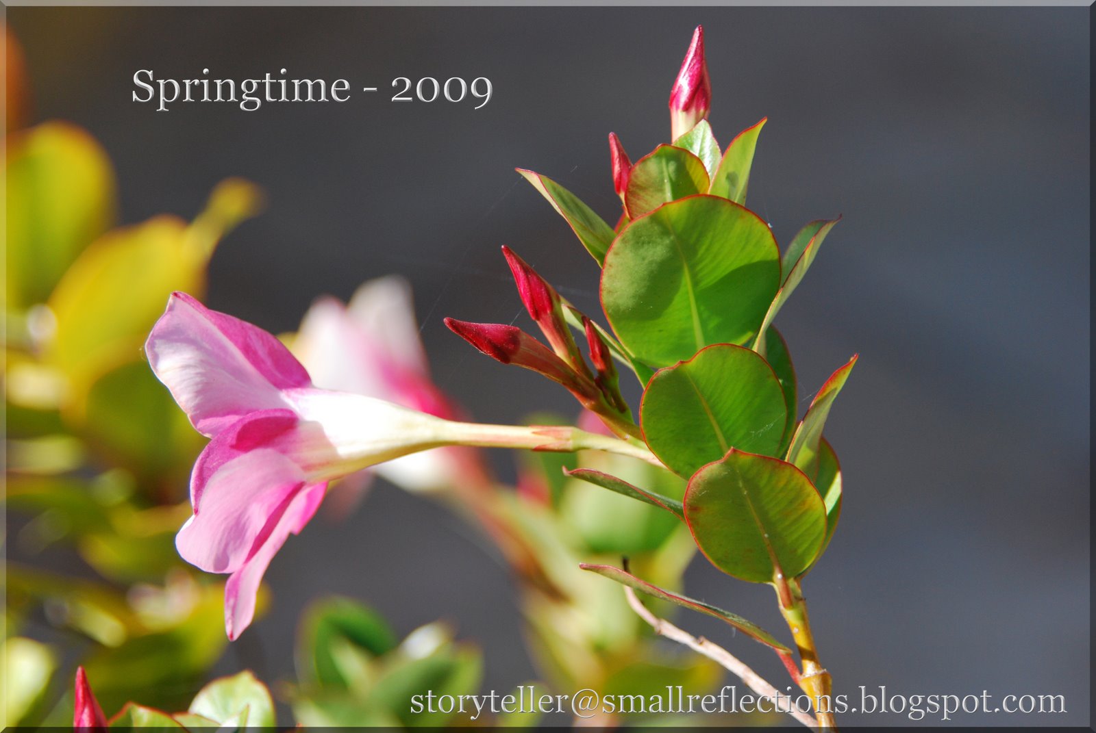 [Spring2009-SmallReflections.jpg]