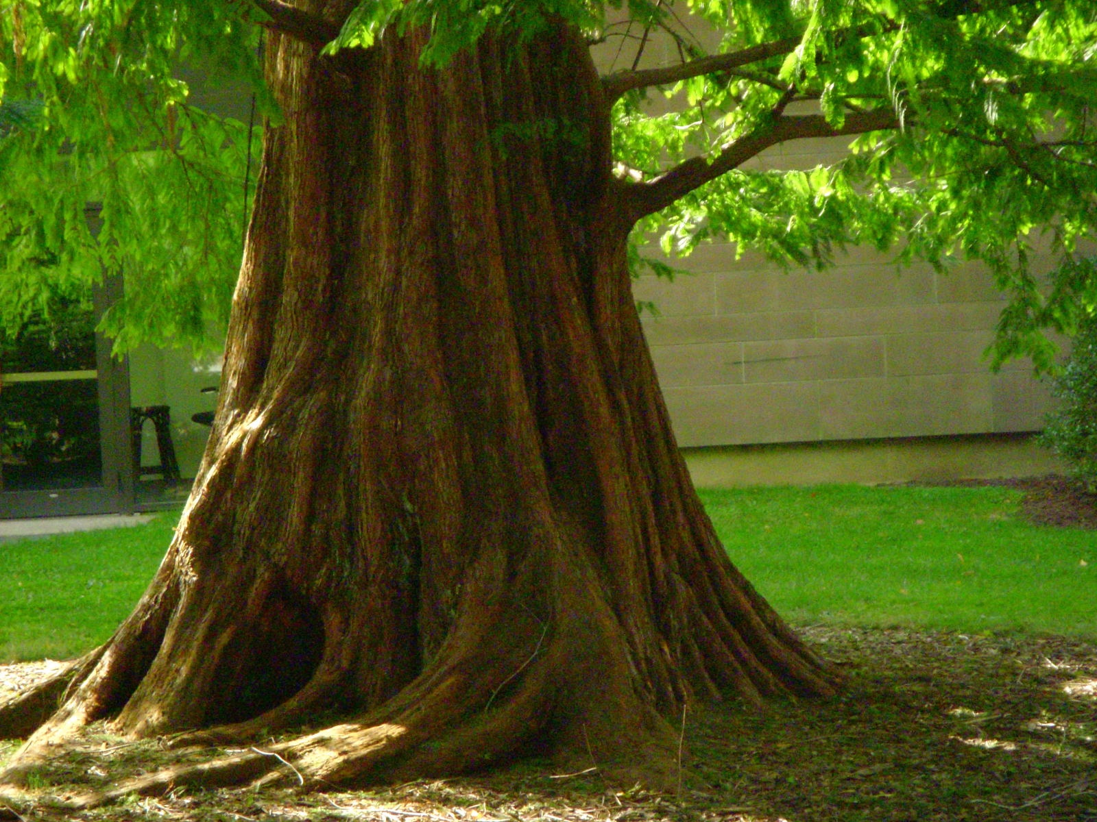 [big+tree+on+campus0001.JPG]