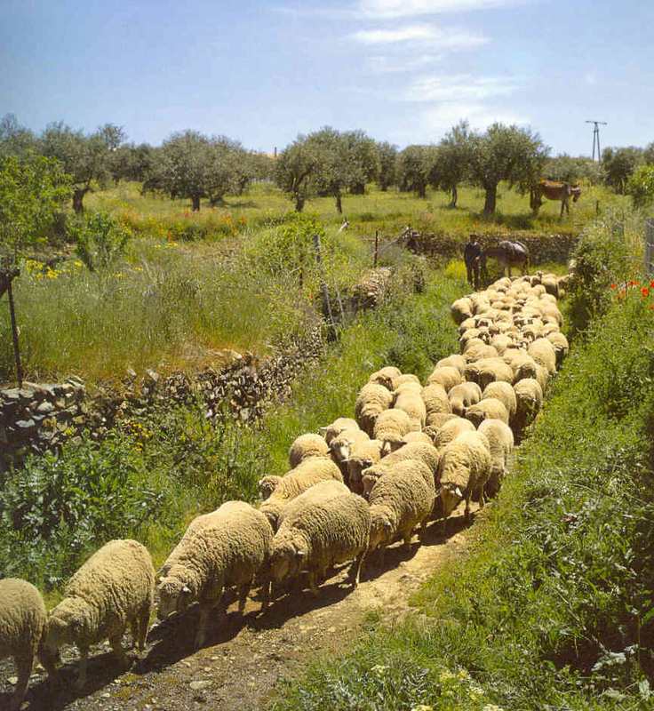 [ovejas[1].jpg]