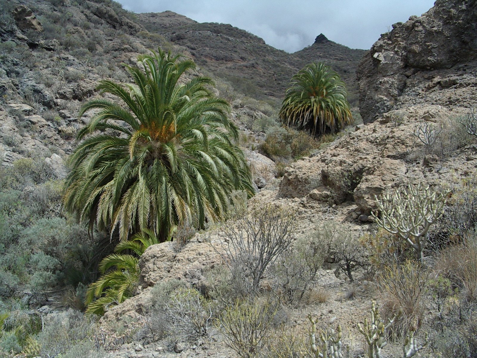 [Phoenix+canariensis+IMGP3937.JPG]
