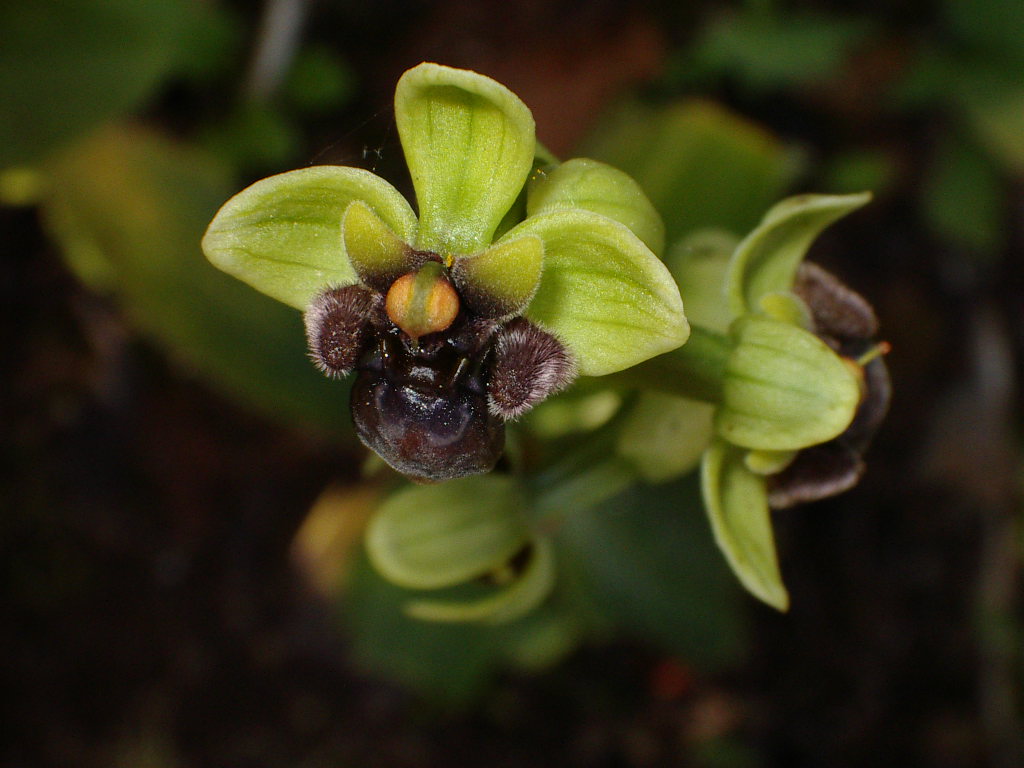 [Orphys+bombyliflora+IMGP2103.JPG]