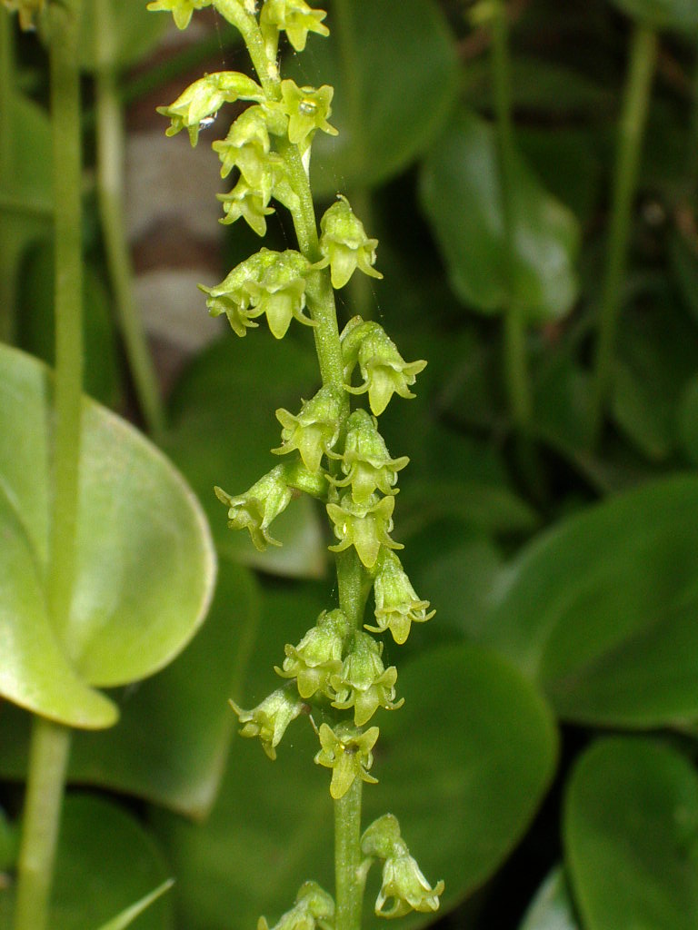 [Gennaria+diphylla+IMGP3515.JPG]