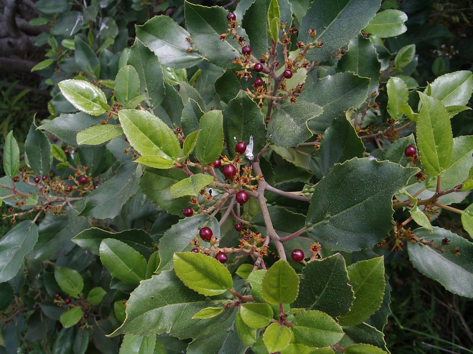 [Rhannus+glandulosa+IMGP7639.JPG]