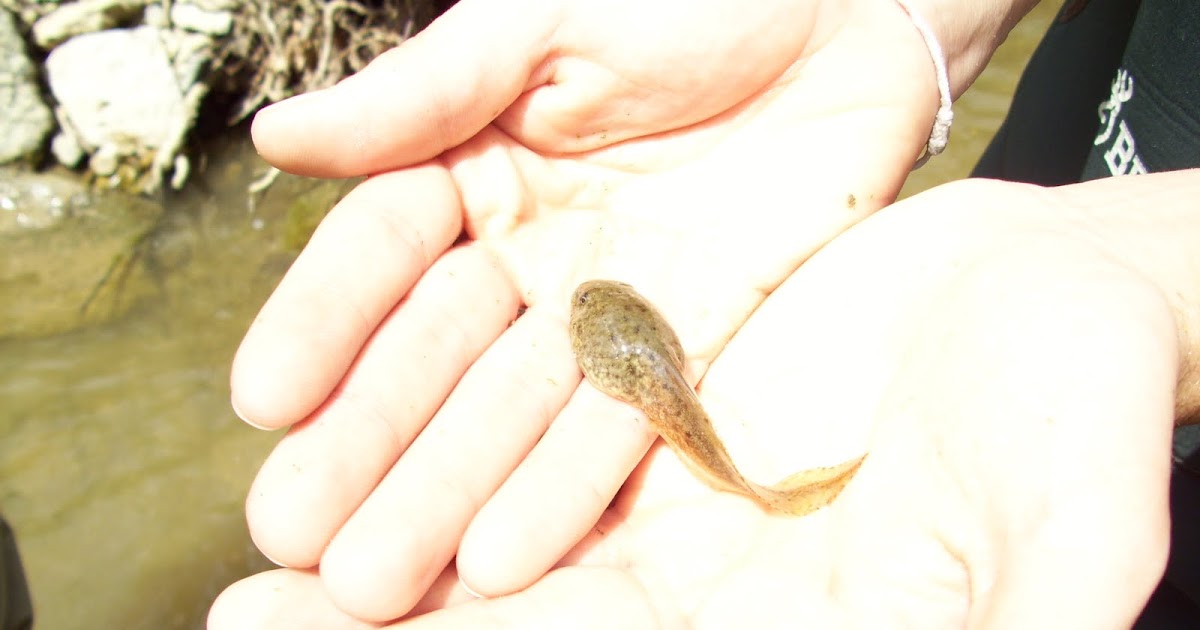 Our Herp Class: Green Frog Tadpole