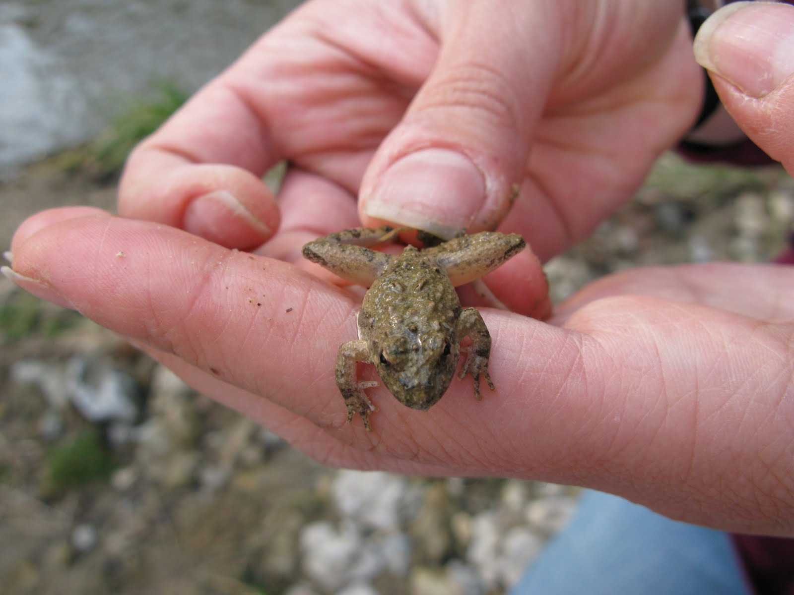 blanchard cricket frog wi