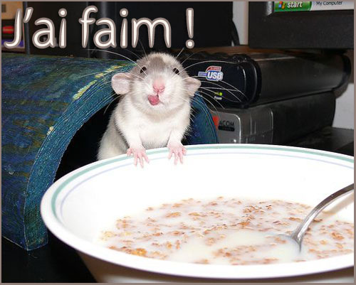 j-ai-faim-souris.jpg