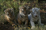 Tiger cubs