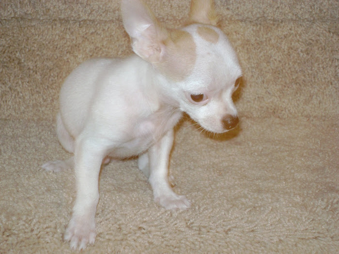 Paco Pic 1