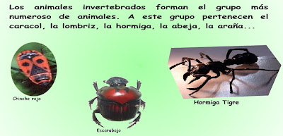 external image Invertebrados.bmp