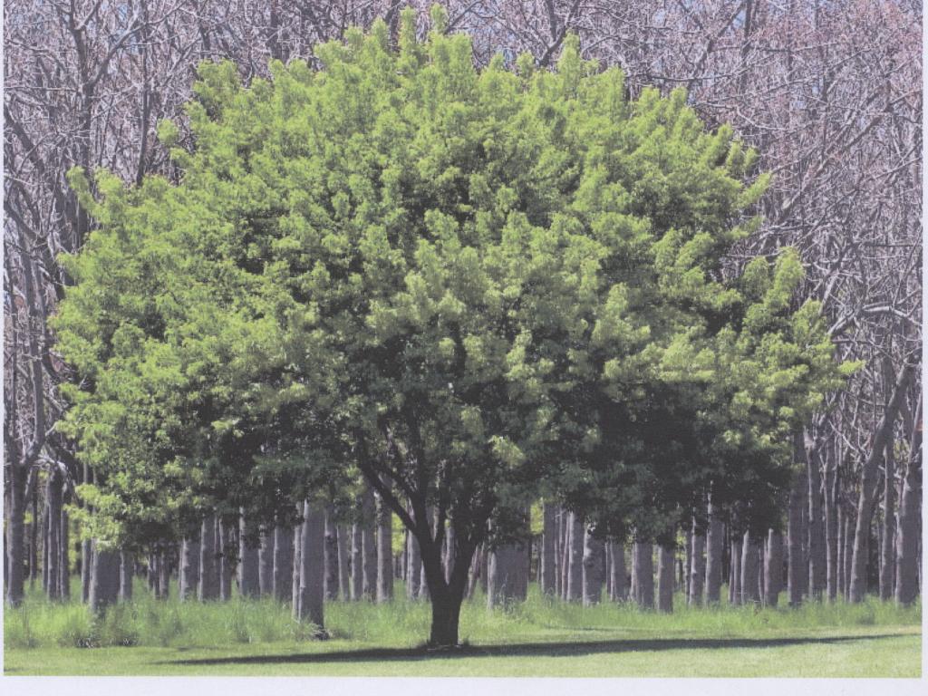 [Tree+Life.jpg]