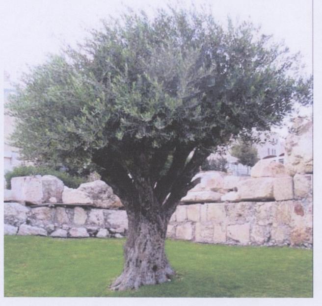 [tree+G&+E.jpg]