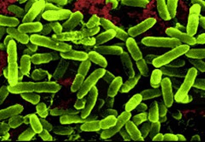 Probiotics Benefits