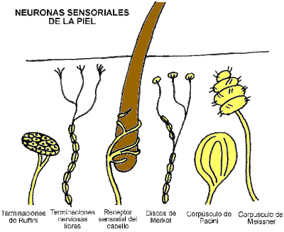 Imagenes Sensoriales Tactiles Wikipedia | discos de merkel images frompo 1 Imagenes Sensoriales Tactiles Wikipedia | discos de merkel images frompo 1