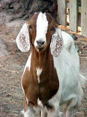 Boar Goats