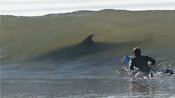[surf+shark.bmp]