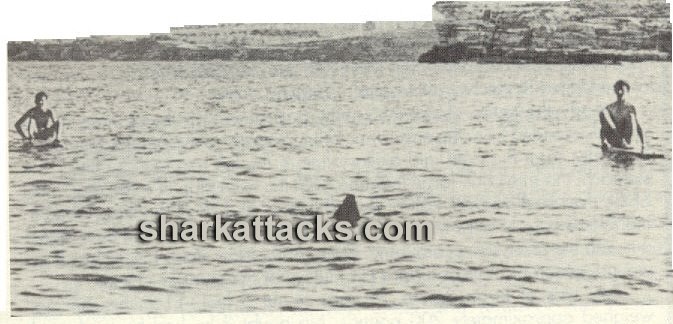 [shark+attacks.bmp]