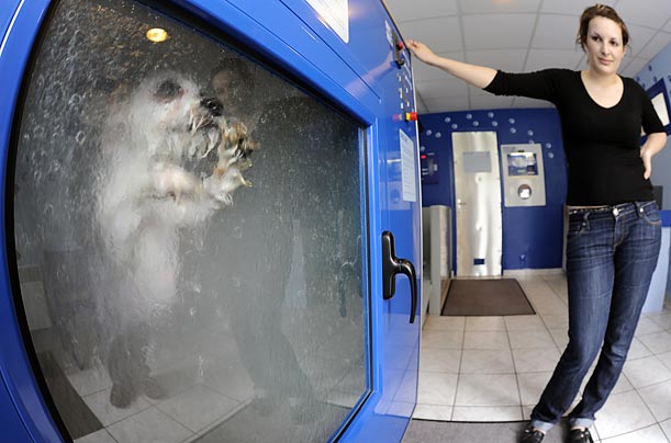 [LAVADORA+DE+PERROS.jpg]