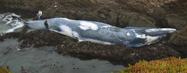 [Beached+Blue+Whale_chun.jpg]