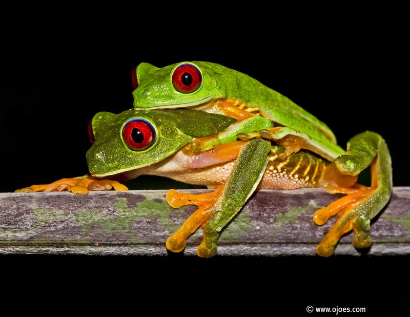 Jose E Hernandez World Frogs of Costa Rica