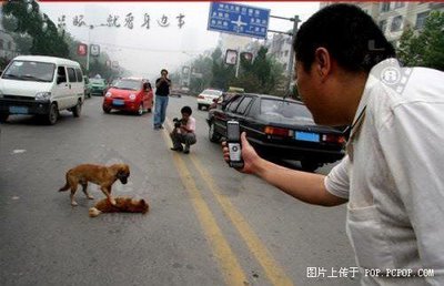 Animals & Loyalty Animals %26 Loyalty 2 Animals & Loyalty