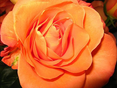 What a Rose Can Say rose11 What a Rose Can Say