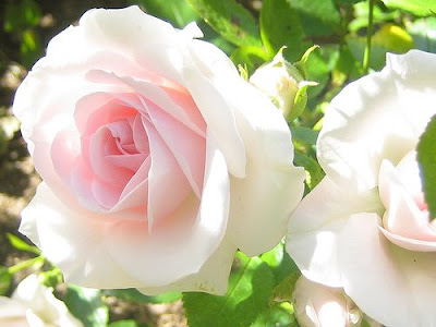 What a Rose Can Say rose14 What a Rose Can Say