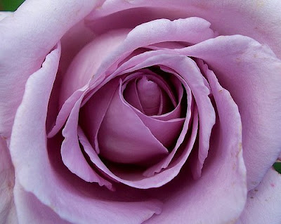 What a Rose Can Say rose17 What a Rose Can Say