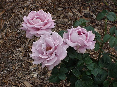 What a Rose Can Say rose16 What a Rose Can Say