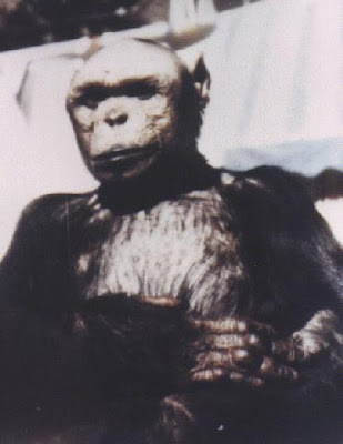 The top 10 Famous Monkeys in Science Seen On Coolpicturegallery.blogspot.com